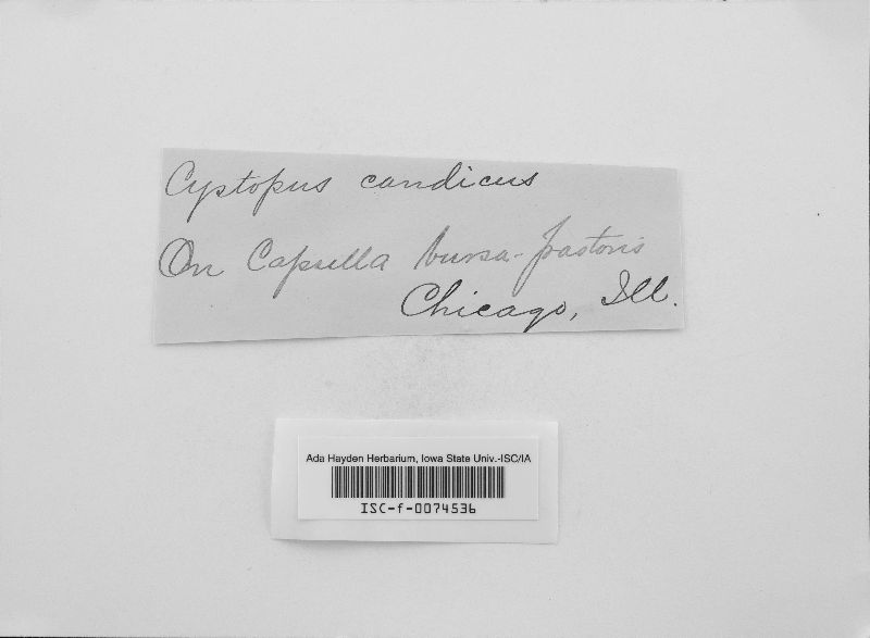Albugo candida image