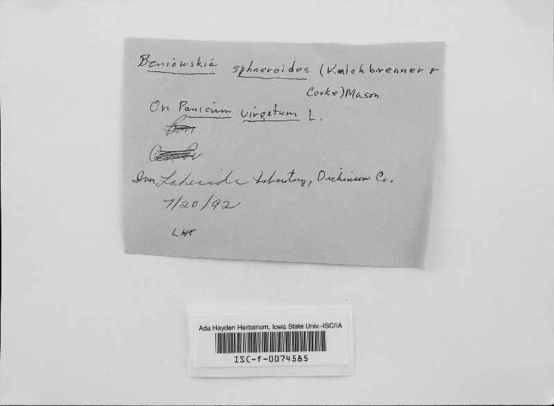 Beniowskia sphaeroidea image