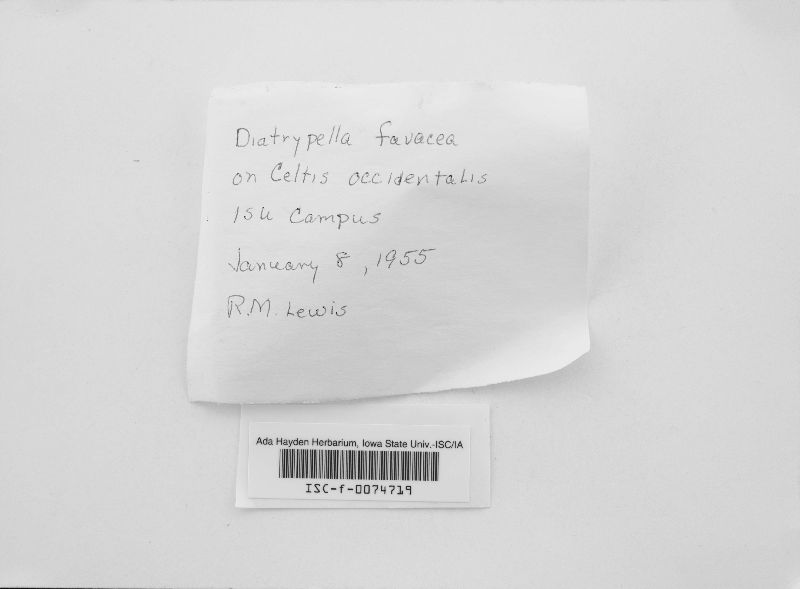 Diatrypella favacea image