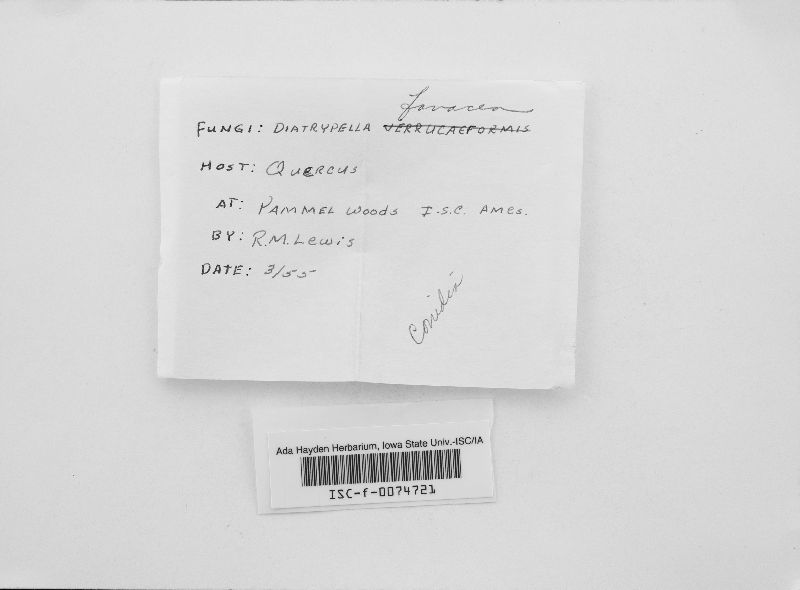 Diatrypella favacea image