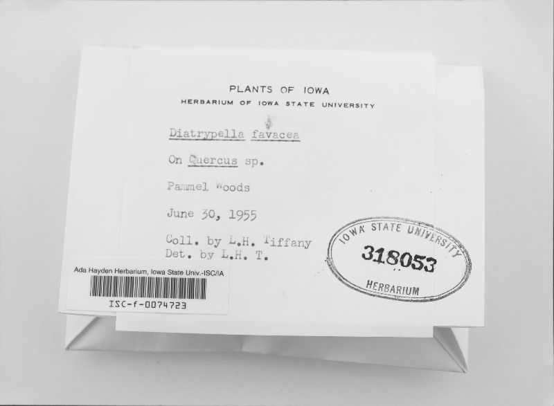 Diatrypella favacea image