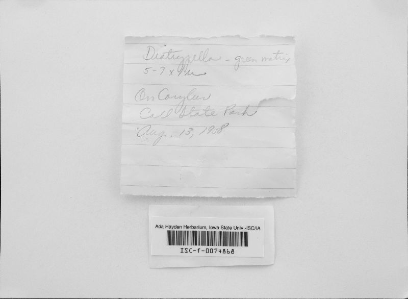Diatrypella favacea image