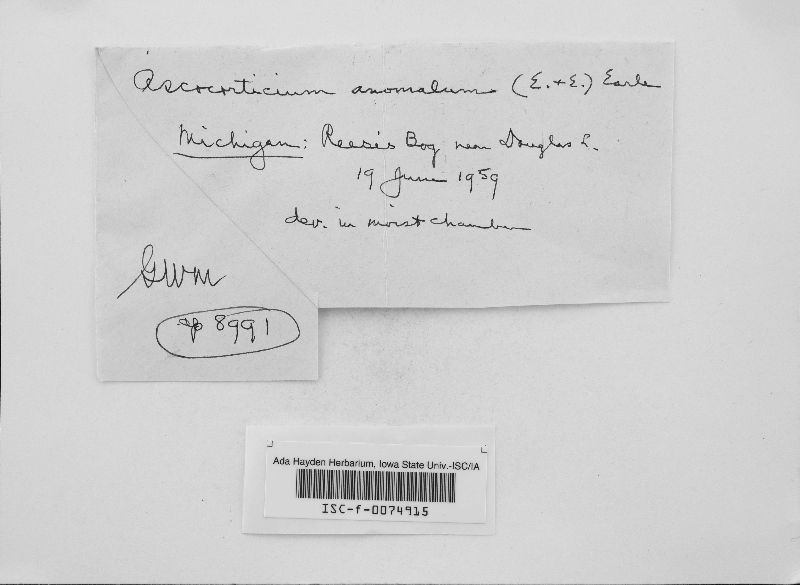 Ascocorticium image