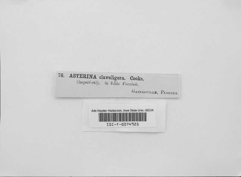 Asterina clavuligera image
