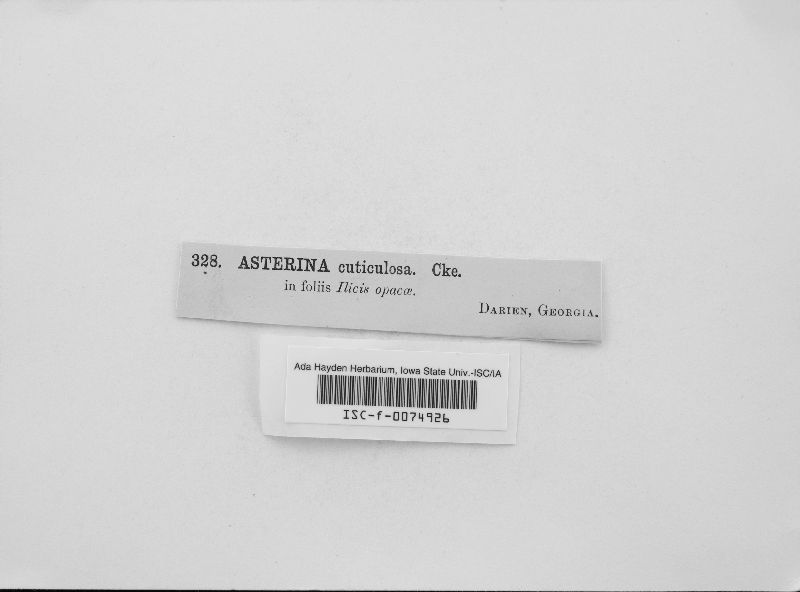 Asterina cuticulosa image