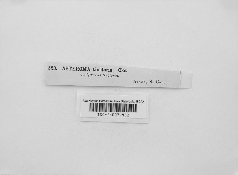 Asteroma tinctorium image
