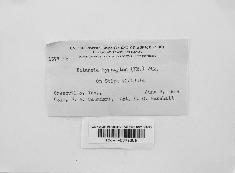 Atkinsonella hypoxylon image