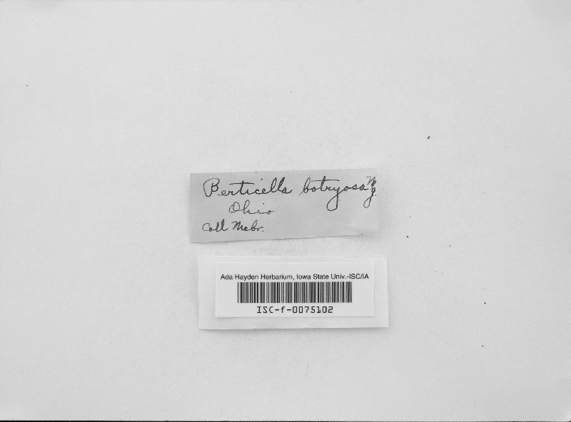 Bertiella botryosa image