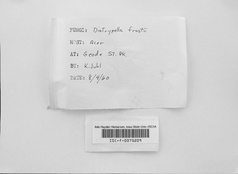 Diatrypella frostii image