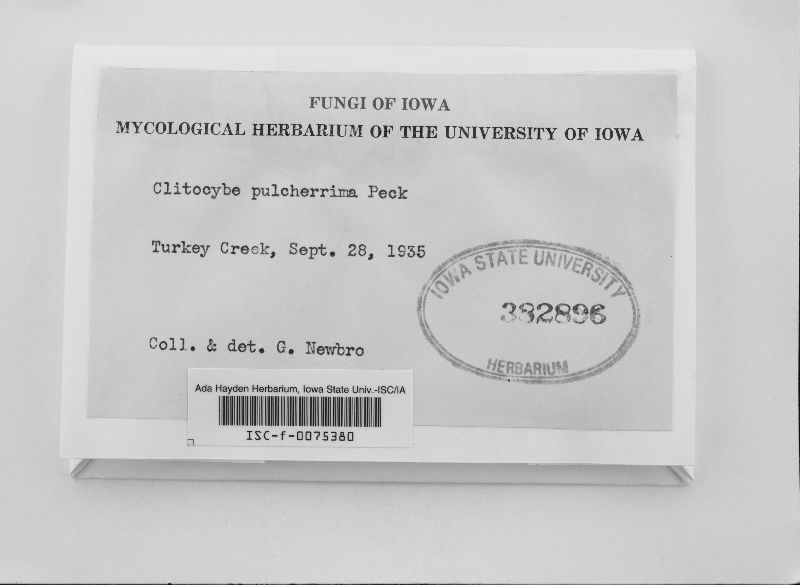 Clitocybe pulcherrima image