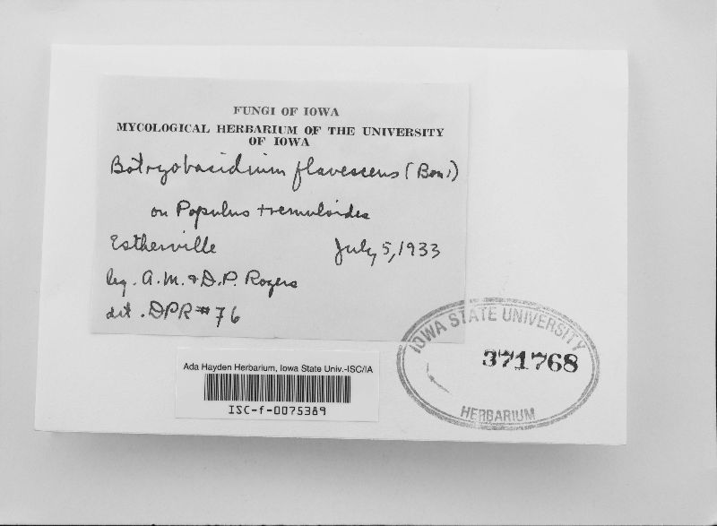 Botryobasidium flavescens image
