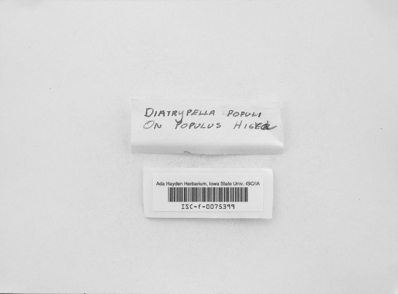 Diatrypella populi image
