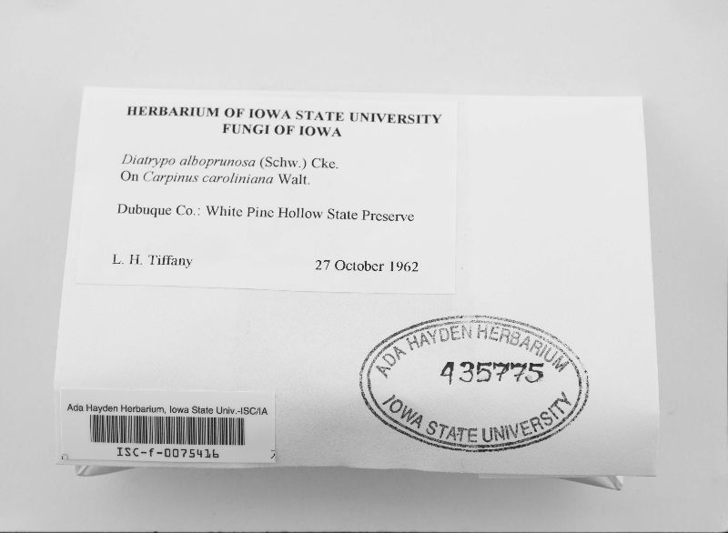 Diatrype albopruinosa image