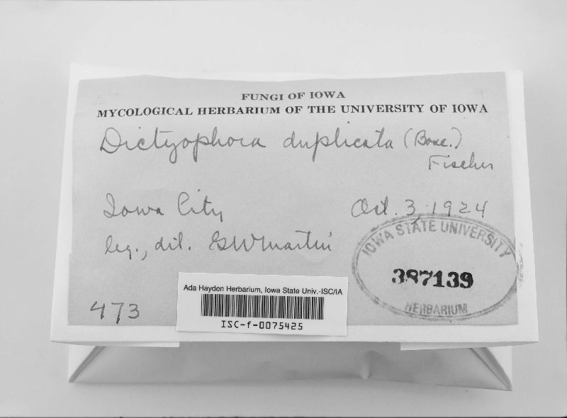Dictyophora duplicata image