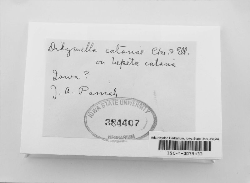 Didymella catariae image
