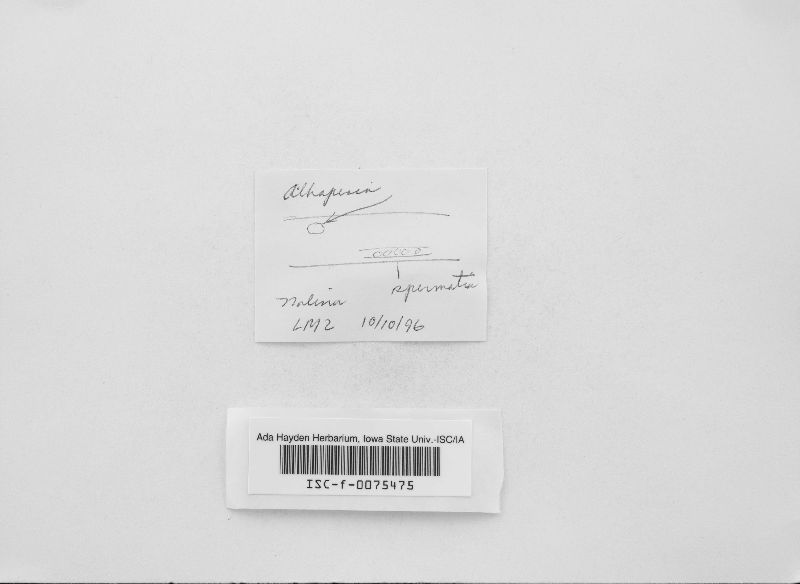 Alpakesa nolinae image