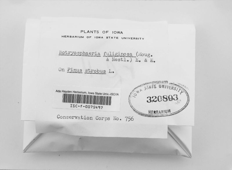 Botryosphaeria fuliginosa image