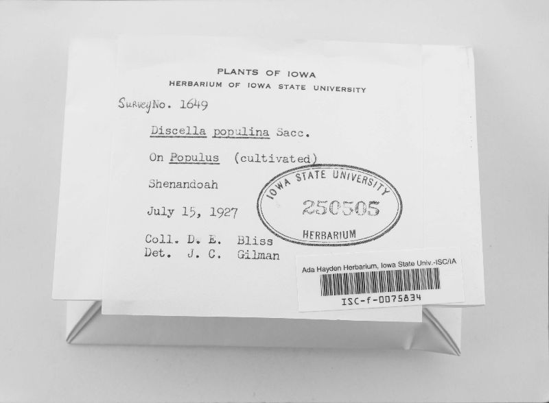 Discella populina image