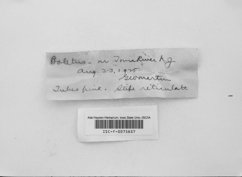 Boletus indecisus image