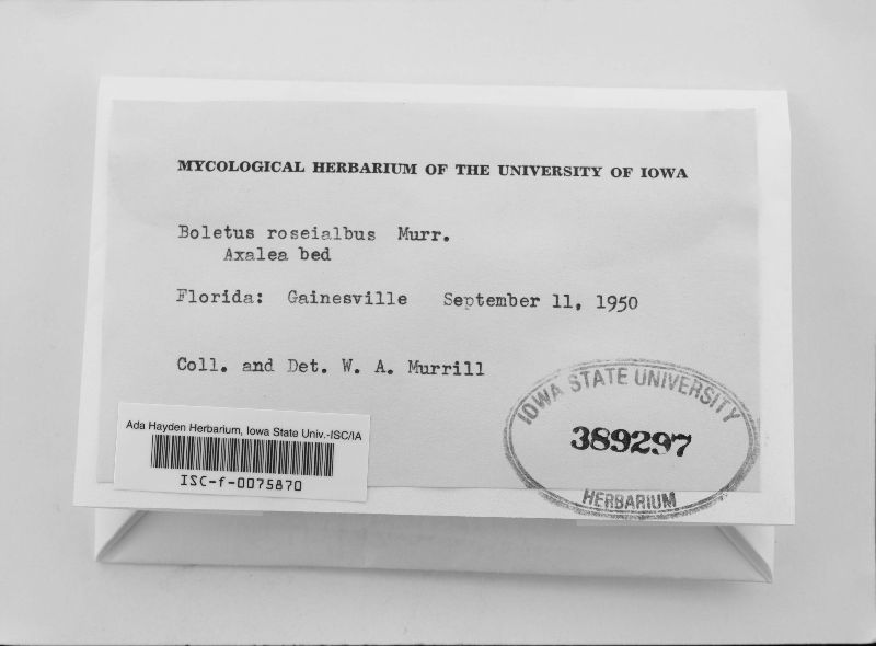 Boletus roseialbus image