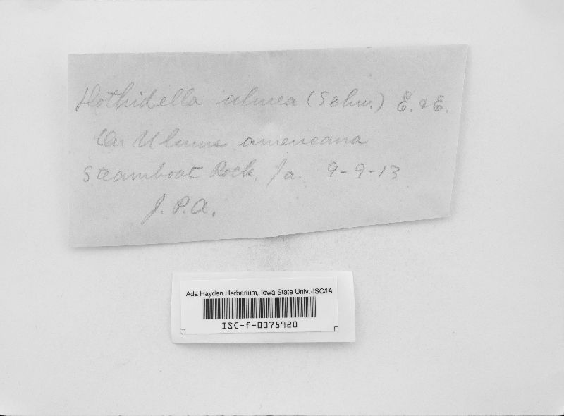 Dothiorella ulmi image