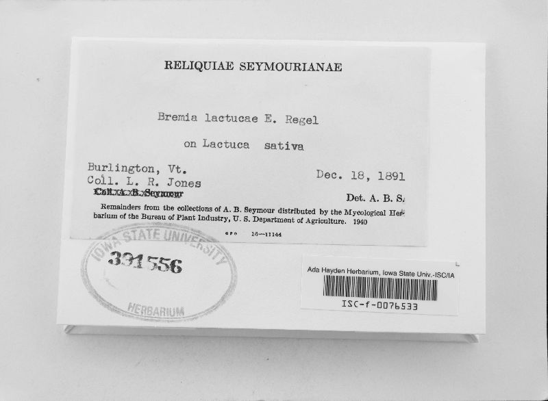 Bremia image