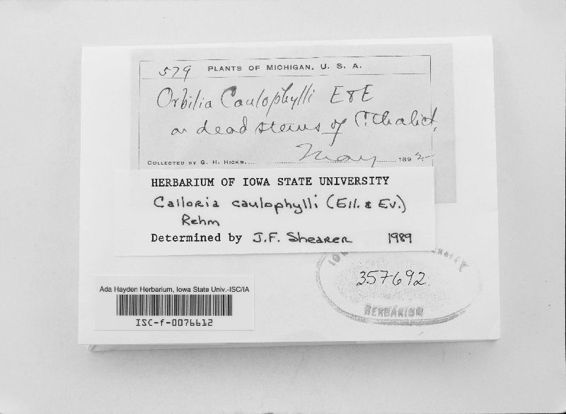 Calloria caulophylli image