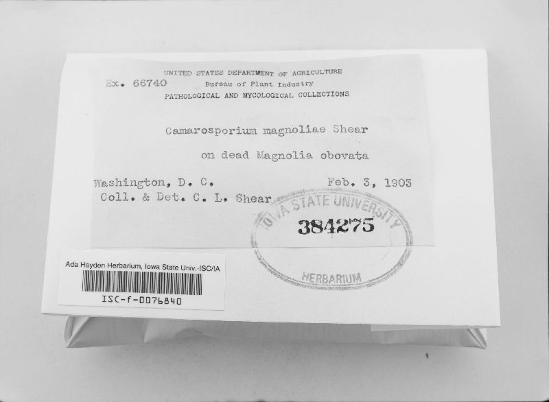 Camarosporium magellanicum image