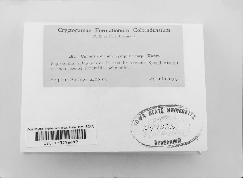 Camarosporium symphoricarpi image