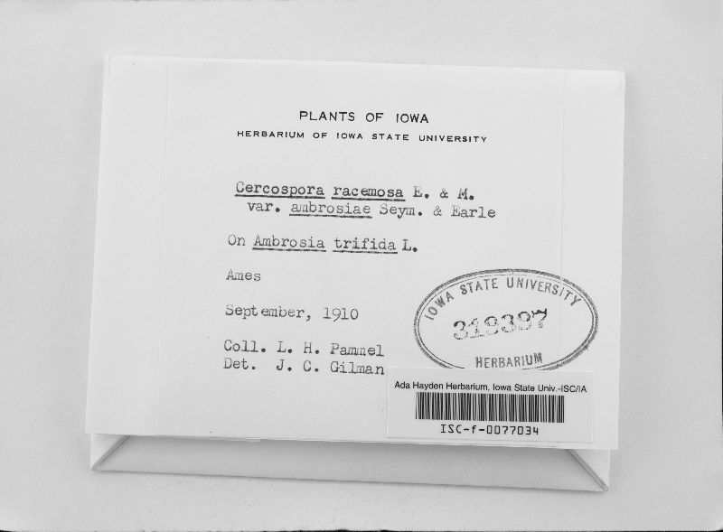Cercospora racemosa image