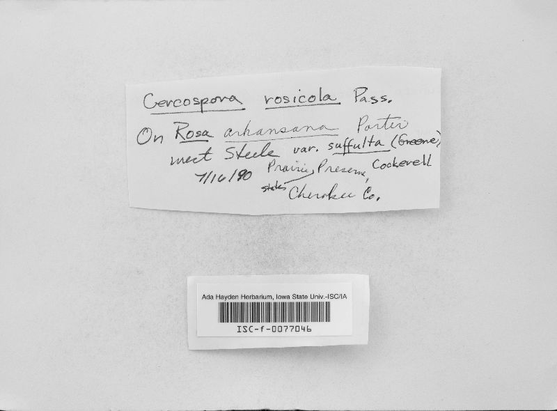 Cercospora rosicola image