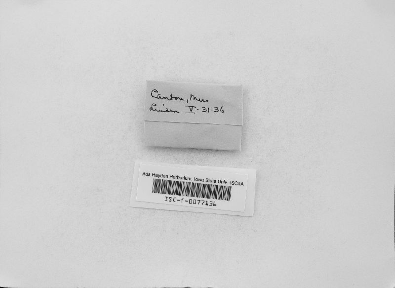 Scotomyces subviolaceus image