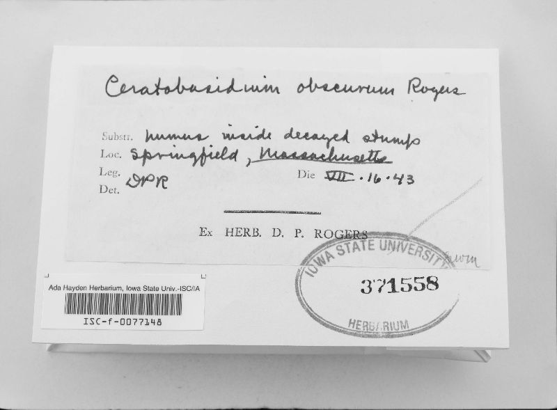 Ceratobasidium obscurum image