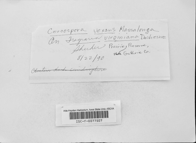 Passalora vexans image