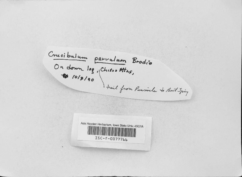 Crucibulum parvulum image