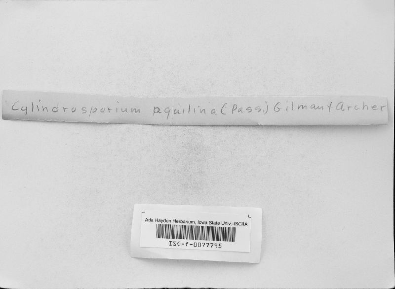 Cryptomycina pteridis image