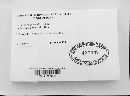 Claviceps purpurea image