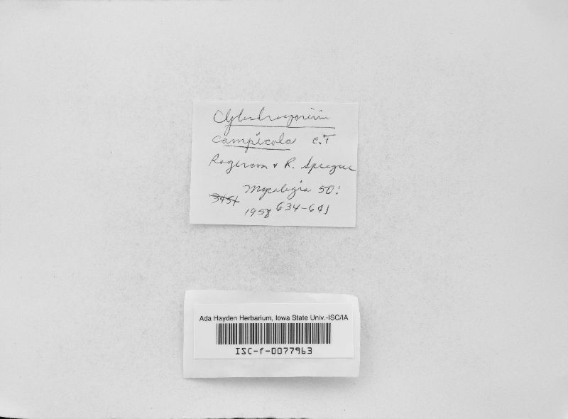 Mycospraguea campicola image