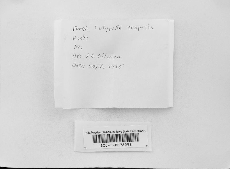 Peroneutypa scoparia image