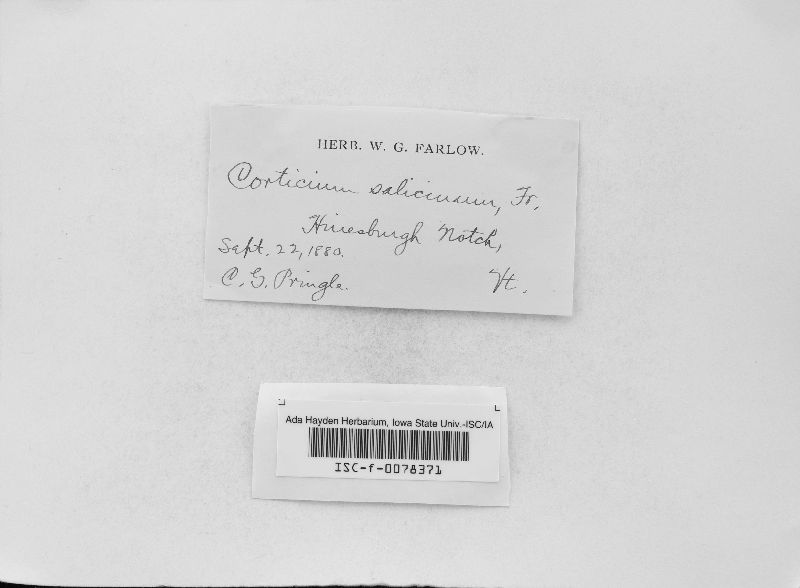 Cytidia salicina image