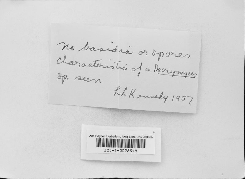 Dacrymyces fuscominus image
