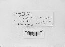 Coleosporium asterum image