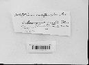 Colletotrichum caudatum image
