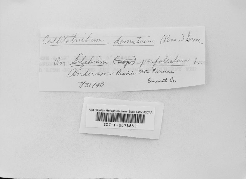 Colletotrichum dematium image