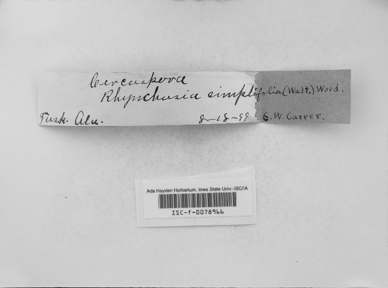 Cercospora rhynchosiarum image