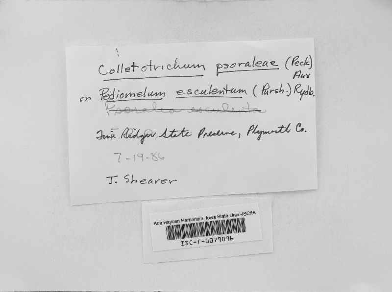 Colletotrichum psoraleae image