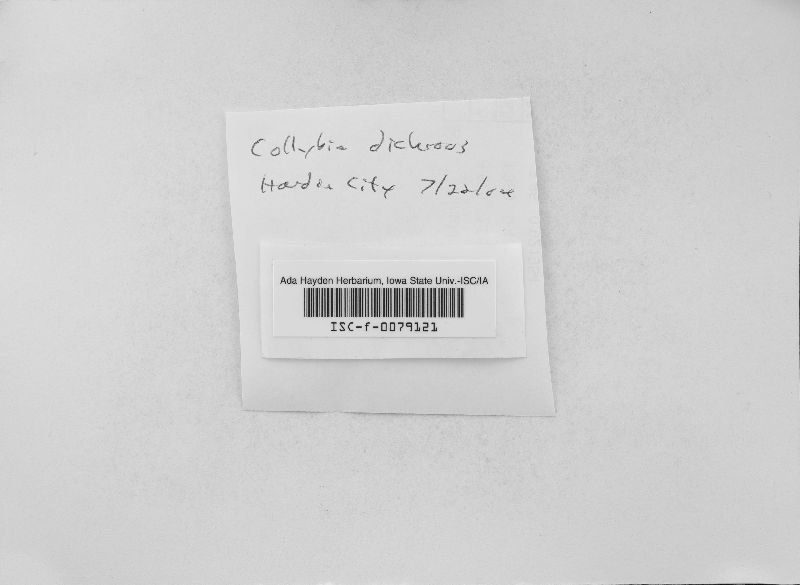 Collybia dichrous image