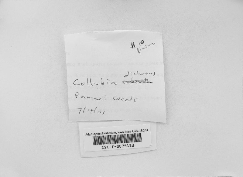 Collybia dichrous image