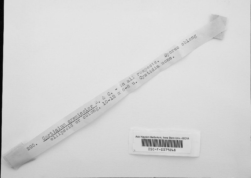 Corticium cremonicolor image