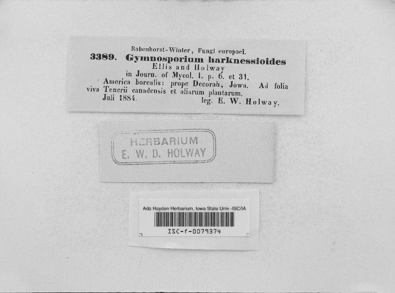 Coniosporium harknessioides image